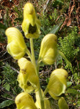 Aconitum anthora | Yellow Monkshood | 10_Seeds