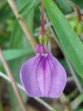 Hybanthus enneaspermus | Spade Flower | Ratanpurus | Indian Violet | 50_Seeds