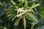 Acacia mangium | Black & Hickory Wattle | Forest Mangrove | 20_Seeds