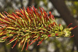 Acrocarpus fraxinifolius | Pink Cedar | Indian Ash | Shingle Tree | 20_Seeds
