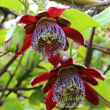 Passiflora alata | Fragrant Granadilla | Winged-stem Passion Flower | 5_Seeds