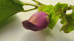 Amphilophium paniculatum | Bejuco mara | liana de cuello | 5_Seeds