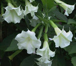 Brugmansia suaveolens White | 10_Seeds