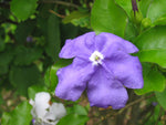 Brunfelsia latifolia | Yesterday Today and Tomorrow | Kiss Me Quick | 10_Seeds