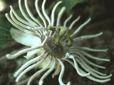 Passiflora bryonioides | Cupped Passion Flower | 10_Seeds