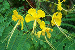 Caesalpinia pulcherrima Yellow | 10_Seeds