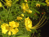 Caesalpinia pulcherrima Yellow | 10_Seeds