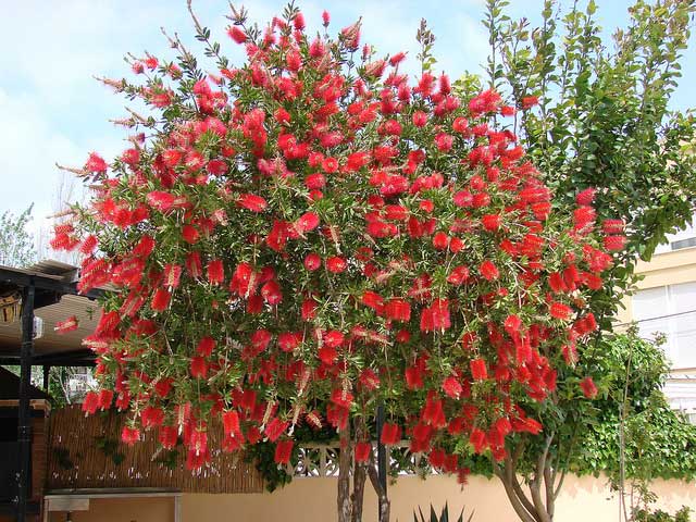 Crimson Bottlebrush (Callistemon citrinus) in Orange County, CA California  CA at Roger's Gardens