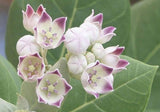 Calotropis gigantea | Giant Milkweed | Crown Flower | Swallow Wort | 10_Seeds