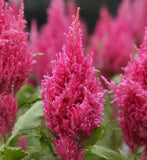 Celosia argentea | Plumosa Nana Glitters Pink | 20_Seeds