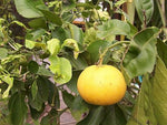 Citrus maxima Red Flesh | Chinese Grapefruit | Pomelo | Pumello | 5_Seeds