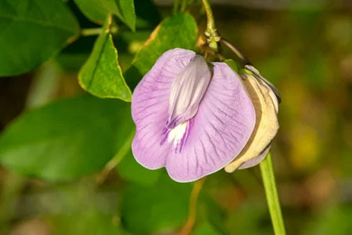clitoria ternatea flower