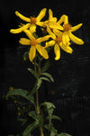 Coreopsis mutica | 20_seeds