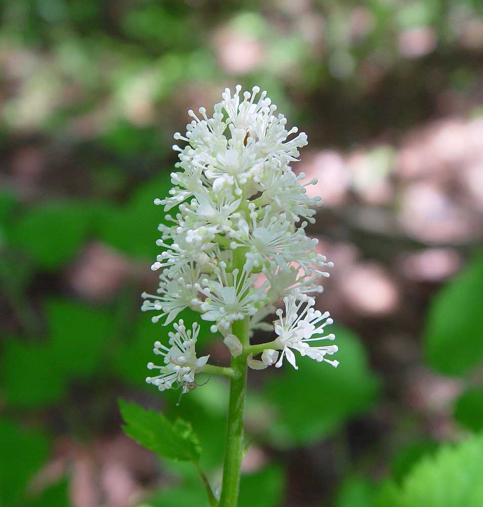 Actaea pachypoda, Dolls Eyes, White Baneberry