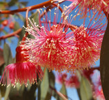 Eucalyptus torquata | Coolgardie & Coral Gum | 50_Seeds