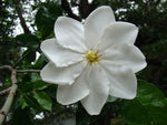 Gardenia thunbergia | Thunbergs Starry White Gardenia | 5_Seeds