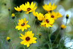 Helianthus salicifolius | Willowleaf Sunflower | 50_Seeds