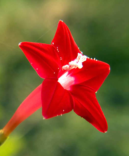 cardinal flower vine