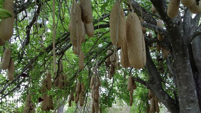 Kigelia pinnata - Kigelia africana, Sausage Tree, Sausage tree - Ouriques  Farm