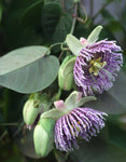 Passiflora ligularis | Sweet Granadilla | Grenadia | 5_Seeds