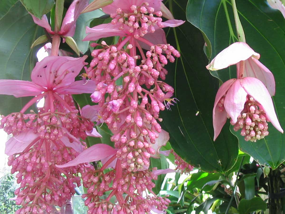 Medinilla magnifica, l'orchidea delle Filippine! - Vendita Piante Online