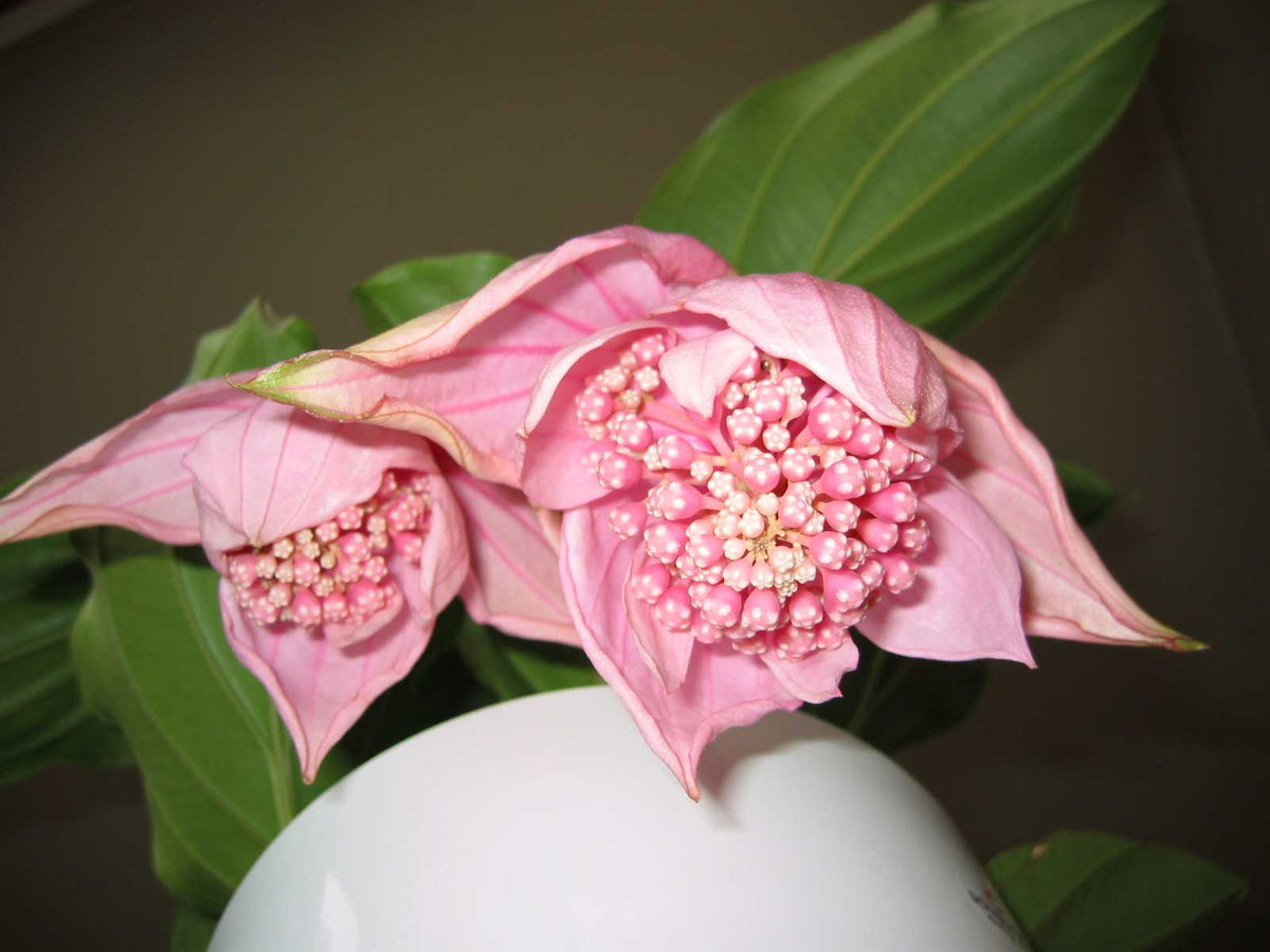 Medinilla magnifica, Showy, Philippine orchid