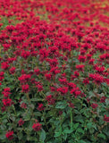 Monarda didyma Panorama Red Shades |  Scarlet  Beebalm | 20_Seeds