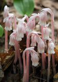 Monotropa uniflora | Ghost Plant | Indian Pipe | Corpse-plant | 100_Seeds