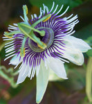 Passiflora morifolia | Woodland Passion Flower | Blue Sweet Calabash | 5_Seeds