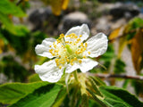 Muntingia calabura | Calabura| Panama Berry |Capulin| Jamaican Cherry | 1000_Seeds