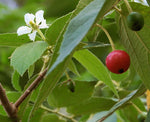 Muntingia calabura | Calabura| Panama Berry |Capulin| Jamaican Cherry | 1000_Seeds