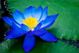 Nymphaea caerulea | Blue Egyptian Lotus | Sacred Water Lily | 10_Seeds