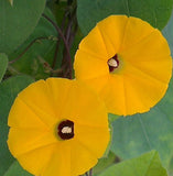 Ipomoea obscura | Ethiopia Yellow | 5_Seeds