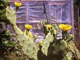Opuntia dillenii | Dillen & Sweet Prickly Pear | Eltham Indian Fig | 10_Seeds