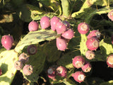 Opuntia dillenii | Dillen & Sweet Prickly Pear | Eltham Indian Fig | 10_Seeds