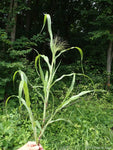 Panicum capillare |  Witchgrass | 400_Seeds