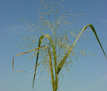 Panicum dichotomiflorum | Fall Panicgrass | Autumn Millet | 100_Seeds