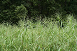 Panicum dichotomiflorum | Fall Panicgrass | Autumn Millet | 100_Seeds