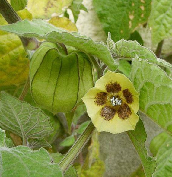 Outsidepride Perennial Cape Gooseberry Physalis Peruviana, 43% OFF