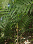 Pinanga dicksonii | 5_Seeds