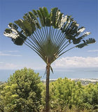 Ravenala madagascariensis |Fan Plantain|Traveler Banana|Travellers Tree| 5_Seeds