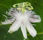 Passiflora resticulata | 10_Seeds