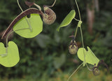 Aristolochia ringens | Gaping Dutchmans Pipe | 10_Seeds