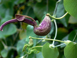 Aristolochia ringens | Gaping Dutchmans Pipe | 10_Seeds