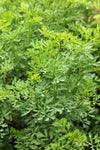 Ruta graveolens | Common Rue | Herb of Grace | Herbygrass | 20_Seeds