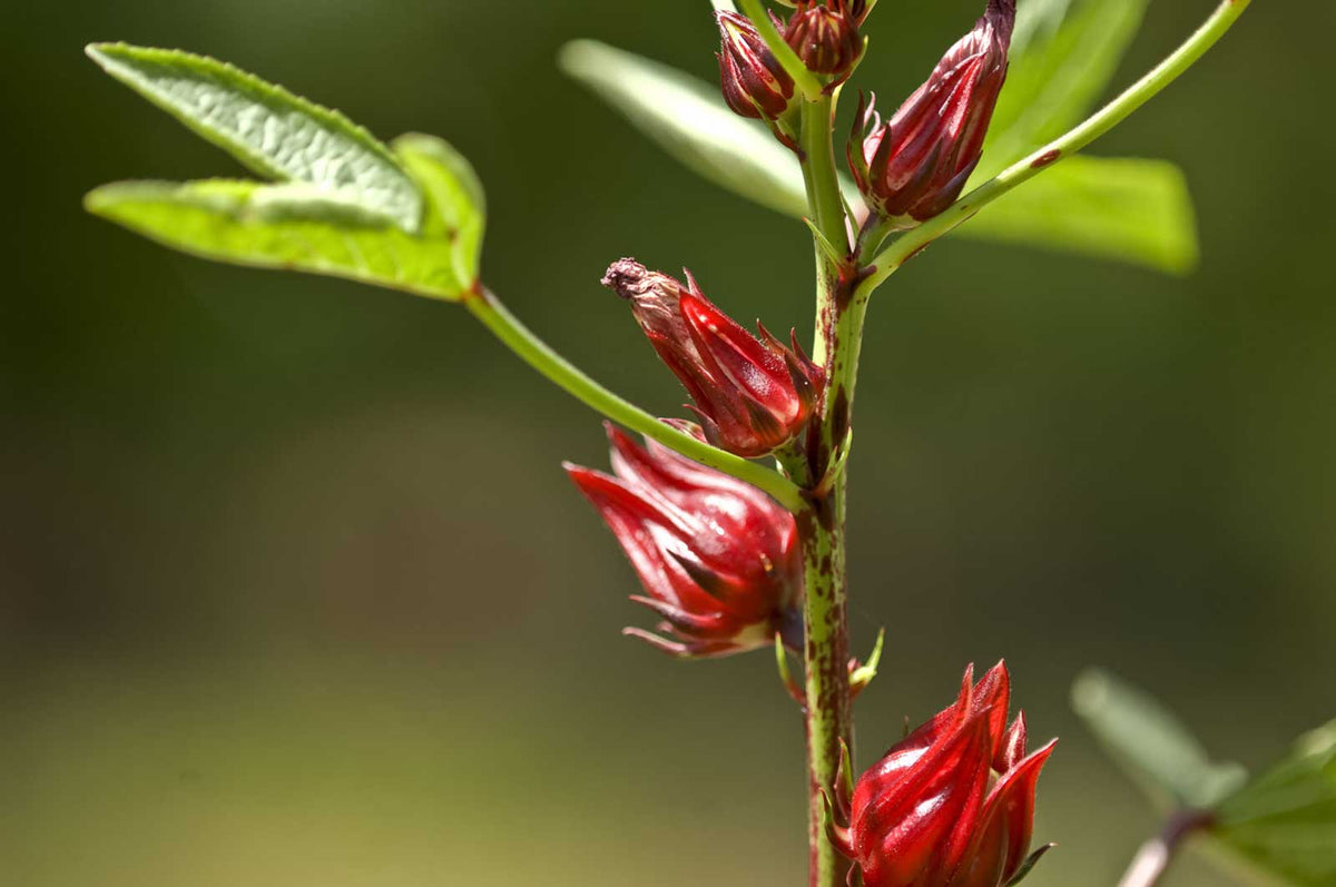Hibiscus sabdariffa, Roselle, Jamaican Tea, Maple Leaf Hibiscus