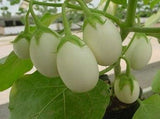 Solanum ovigerum | Easter Egg Plant | 5_Seeds