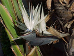 Strelitzia nicolai | Giant Bird of Paradise | Wild Banana | 5_Seeds