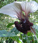 Tacca chantrieri White | Nivea | Bat Head Flower  Lily | 20_Seeds