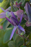 Passiflora umbilicata | 5_Seeds